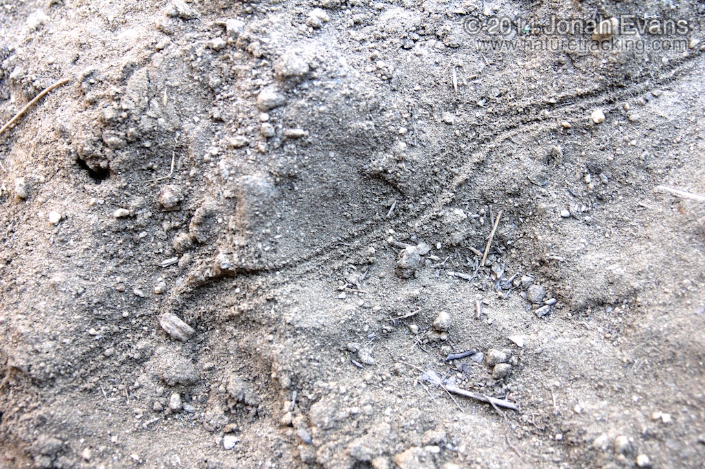 Insect & Other Invertebrate Tracks And Sign – NatureTracking