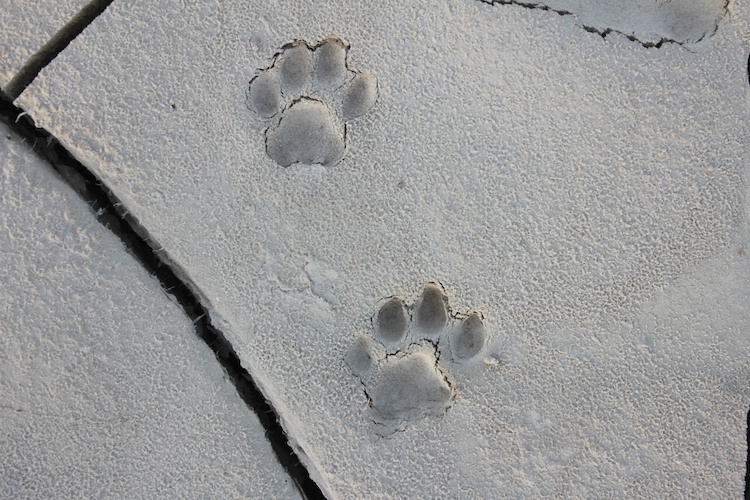 mountain-lion-tracks-naturetracking