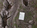 Alligator Tracks