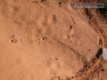 Bobcat-gallop