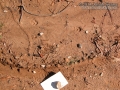 Bobcat Tracks
