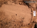 Crow Tracks