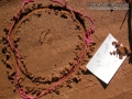 Deer Tracks