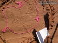 Dog Tracks