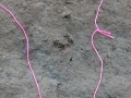 Marsh Rice Rat