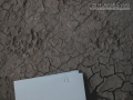 Opossum Tracks