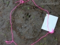 Otter-which foot