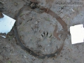Raccoon-which foot