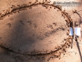 Raccoon Tracks