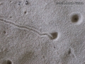Antlion Tracks