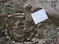 Armadillo Tracks