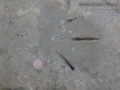 Great Egret Tracks