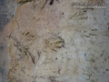 Nutria Tracks