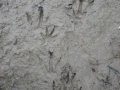 Nutria Tracks