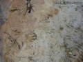 Nutria Tracks
