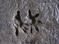 Opossum Tracks
