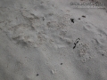 Otter Roll, Scent Marking & Scat