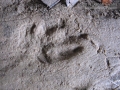 Rabbit Front Left