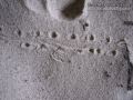Salamander Tracks?