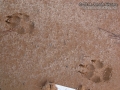 Coyote Tracks