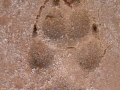 Coyote Tracks