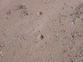 Coyote Tracks
