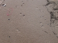 Coyote Tracks
