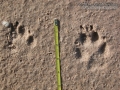 Coyote Tracks