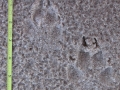 Coyote Tracks
