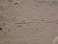 Crow Tracks