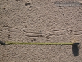 Crow Tracks