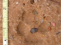 Gray Fox Track