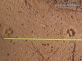 Gray Fox Tracks