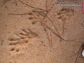 Otter Tracks
