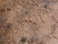 Otter Tracks