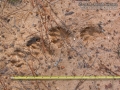 Otter Tracks