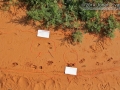 Cottontail, Porcupine, Armadillo Tracks