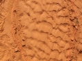 Frog Tracks