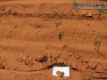 Ord's Kangaroo Rat
