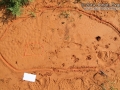 Porcupine, Armadillo Tracks
