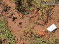 White-tailed Deer Tracks