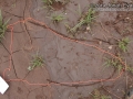 Cottontail Tracks