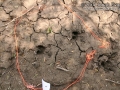Feral Hog Tracks