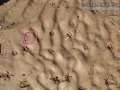 Bobcat and Peromyscus Tracks
