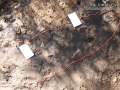 Gray Fox Tracks