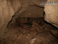 Mountain Lion Carcass