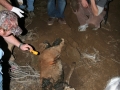 Mountain Lion Carcass