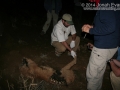Mountain Lion Carcass