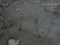 Northern Flicker Tracks