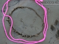 Peromyscus Tracks